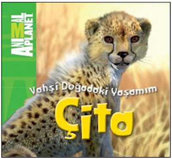 Animal Planet Doğadaki Vahşi Yaşamım Çita